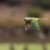 Introduction to Bird Photography (Recorded Webinar - 97mins) - Image 7
