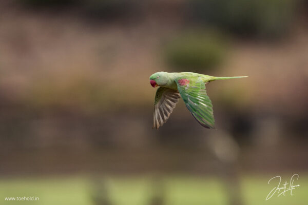Introduction to Bird Photography (Recorded Webinar - 97mins) - Image 7