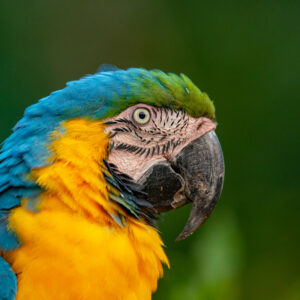 Introduction to Bird Photography (Recorded Webinar - 97mins)