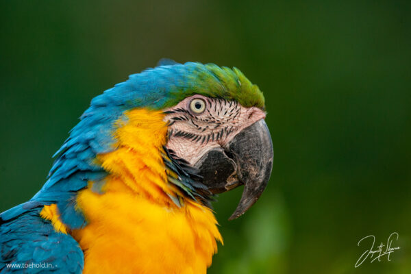 Introduction to Bird Photography (Recorded Webinar - 97mins)