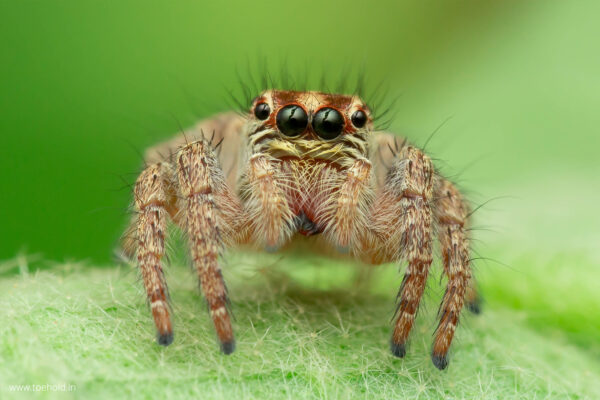 Macro Photography (90Mins Course) - Image 4
