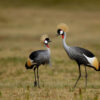 Introduction to Bird Photography (Recorded Webinar - 97mins) - Image 8
