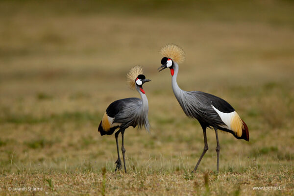 Introduction to Bird Photography (Recorded Webinar - 97mins) - Image 8