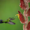 Introduction to Bird Photography (Recorded Webinar - 97mins) - Image 2
