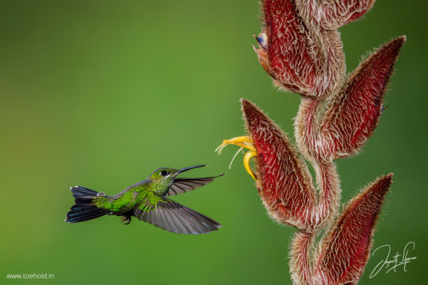Introduction to Bird Photography (Recorded Webinar - 97mins) - Image 2
