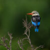 Introduction to Bird Photography (Recorded Webinar - 97mins) - Image 5
