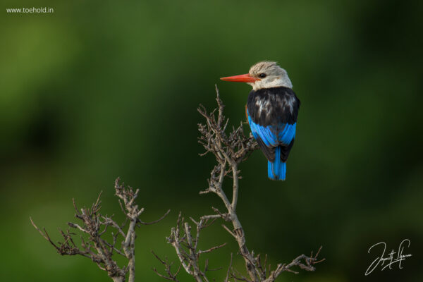 Introduction to Bird Photography (Recorded Webinar - 97mins) - Image 5