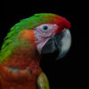 Introduction to Bird Photography (Recorded Webinar - 97mins) - Image 4