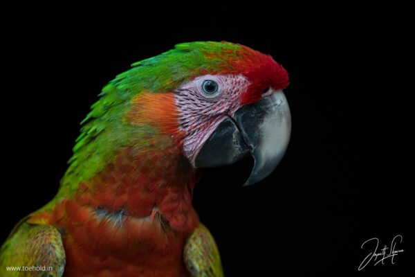 Introduction to Bird Photography (Recorded Webinar - 97mins) - Image 4