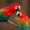 Introduction to Bird Photography (Recorded Webinar - 97mins) - Image 6