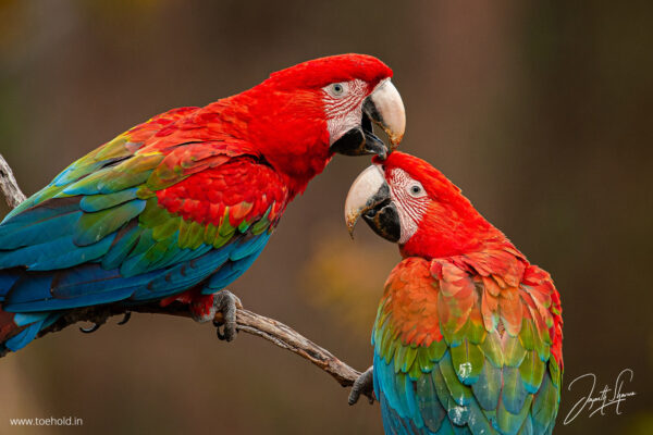 Introduction to Bird Photography (Recorded Webinar - 97mins) - Image 6