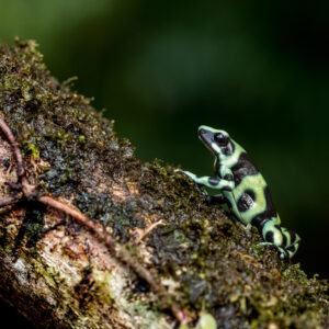 Macro Photography (90Mins Course)