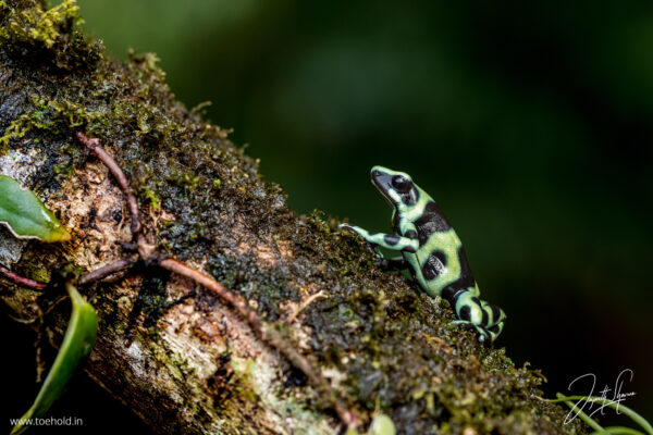 Macro Photography (90Mins Course)