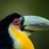 Introduction to Bird Photography (Recorded Webinar - 97mins) - Image 3