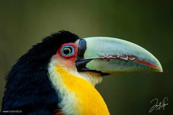 Introduction to Bird Photography (Recorded Webinar - 97mins) - Image 3