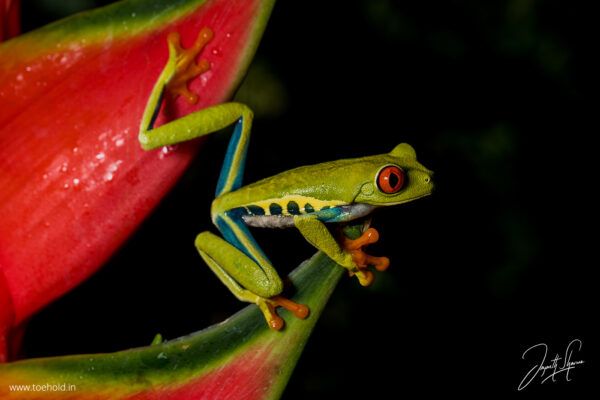 Macro Photography (90Mins Course) - Image 3