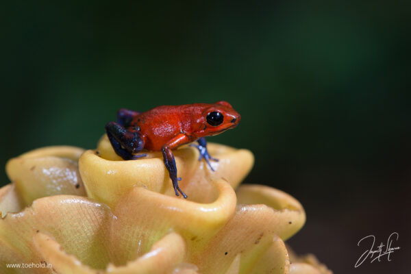 Macro Photography (90Mins Course) - Image 2