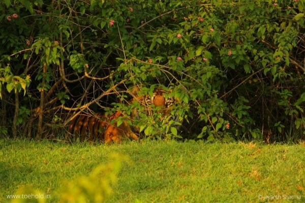 Toehold Junior Explorer Camp - Bandipur 1N/2D - Image 3
