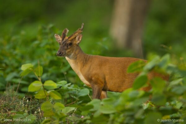 Toehold Junior Explorer Camp - Bandipur 1N/2D - Image 5