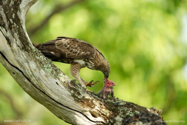 Toehold Junior Explorer Camp - Bandipur 1N/2D - Image 4
