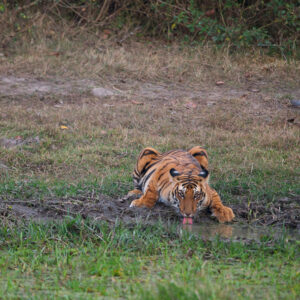 Toehold Junior Explorer Camp - Bandipur 1N/2D