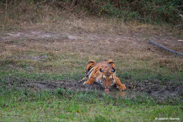 Toehold Junior Explorer Camp - Bandipur 1N/2D