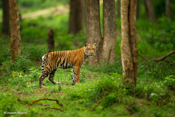 Toehold Junior Explorer Camp - Bandipur 1N/2D - Image 6