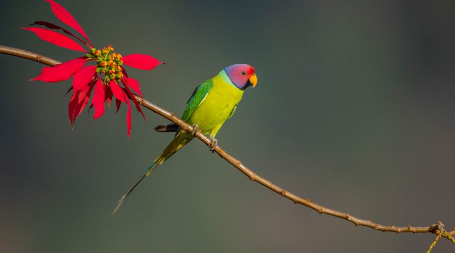 bird-photo-masterclass-banner bird-photo-masterclass-banner
